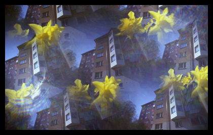 Image of daffodils taken with a camera with 7 pinholes